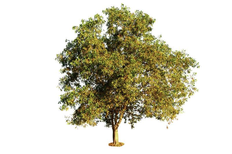 白色背景下的一棵孤立的树