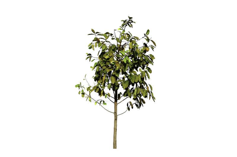 白色背景下的一棵孤立的小树