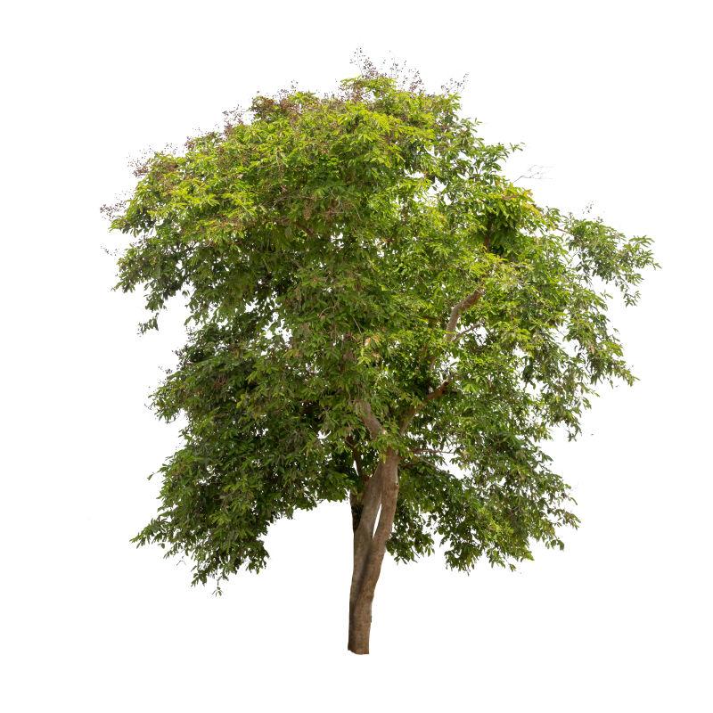 白色背景上的绿色树木