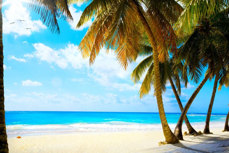 美丽的热带海滩上