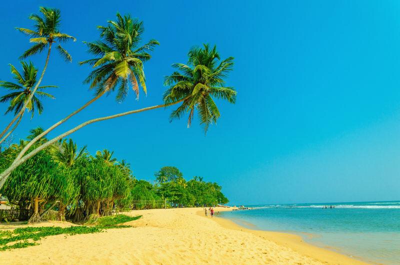 异国风情的沙滩的棕榈树