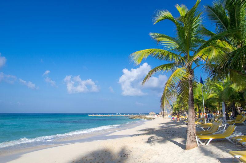 蓝天下的热带海滩棕榈树