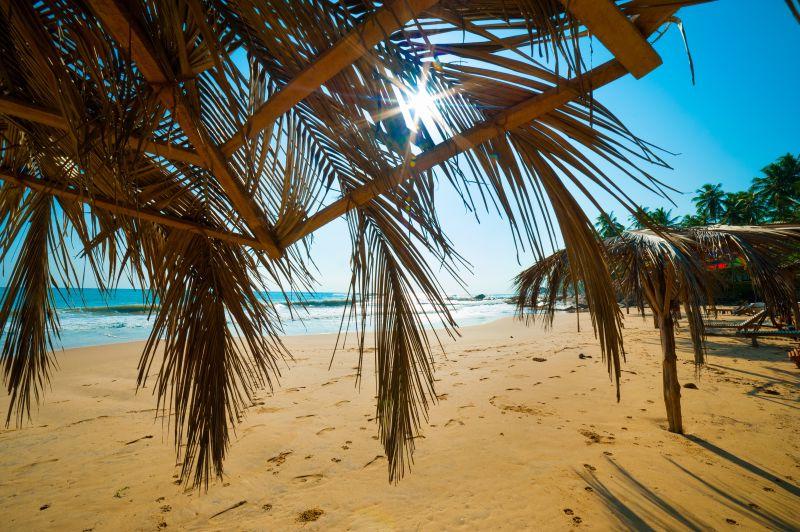 沙滩岛屿上的棕榈树