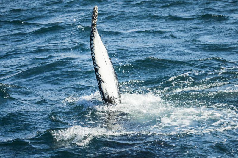 海洋中露出鲸鱼的尾巴