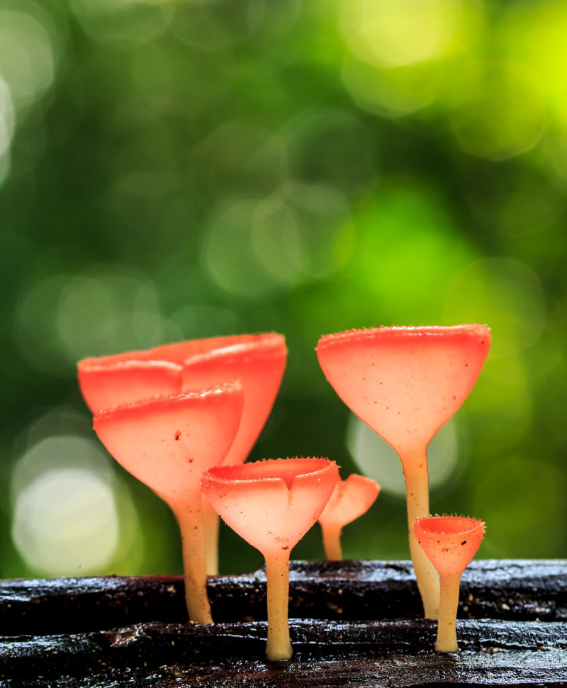大自然中的香菇香槟