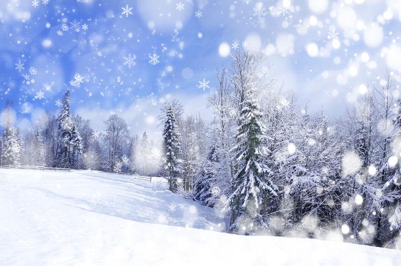 冰雪下的云衫树