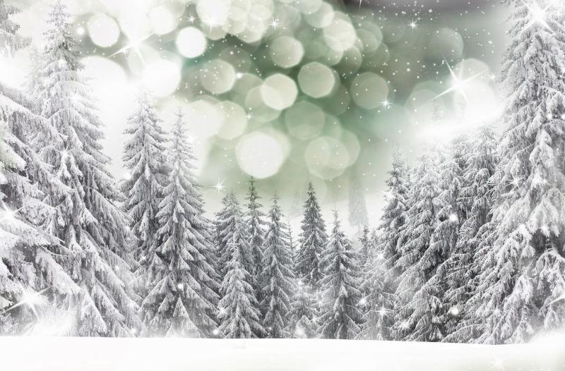 冬季冰雪覆盖下的云杉树