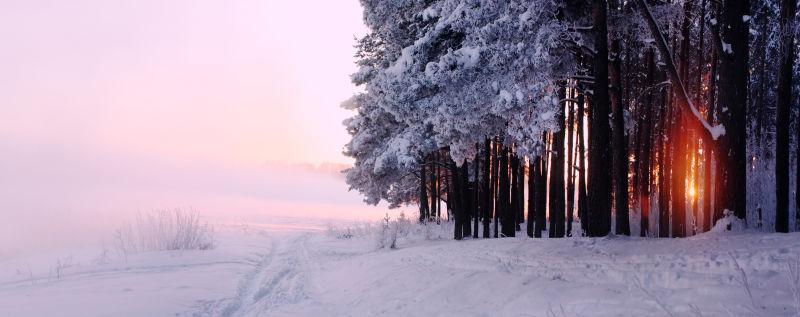 被白雪覆盖的森林