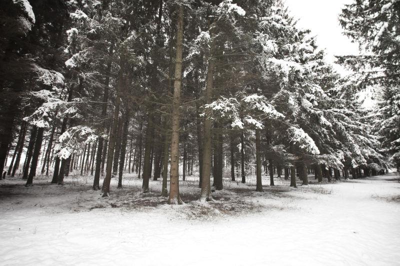 下过雪的森林道路