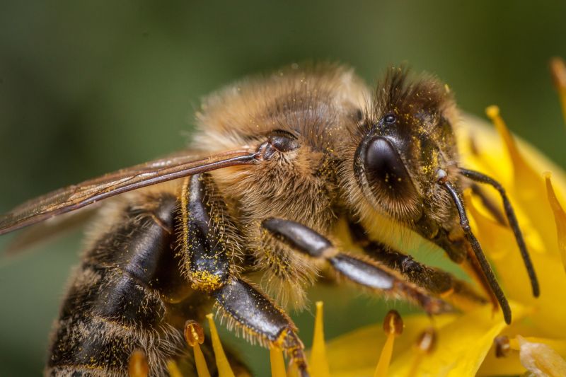 蜜蜂图片 蜜蜂特写素材 高清图片 摄影照片 寻图免费打包下载