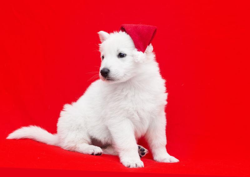 红色背景上戴圣诞帽的白色小狗