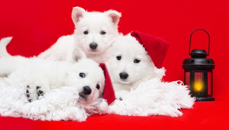 红色背景上的三只萨摩耶幼犬