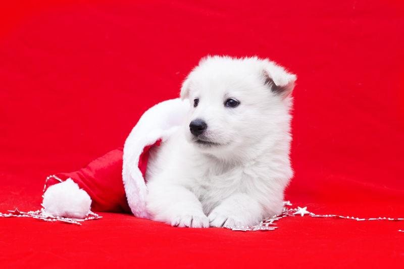 红色背景上可爱的萨摩耶幼犬