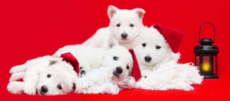 萨摩耶幼犬图片 红色背景上的萨摩耶幼犬素材 高清图片 摄影照片 寻图免费打包下载