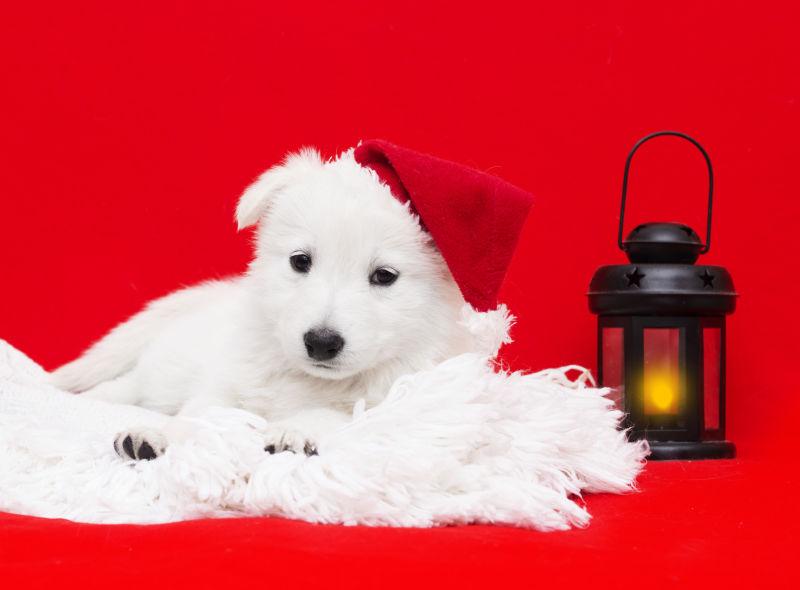 红色背景上戴圣诞帽的萨摩耶幼犬