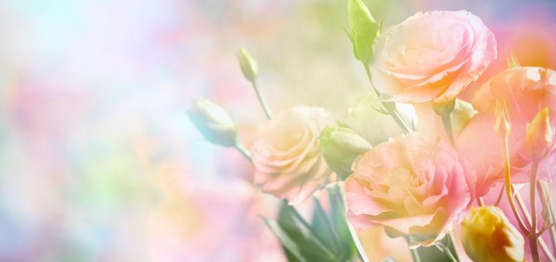 牡丹花背景图片 鲜艳的牡丹花背景素材 高清图片 摄影照片 寻图免费打包下载