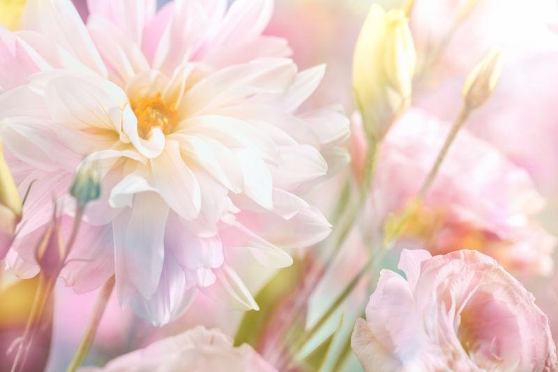 粉红牡丹花背景图片 美丽的粉红牡丹花背景素材 高清图片 摄影照片 寻图免费打包下载