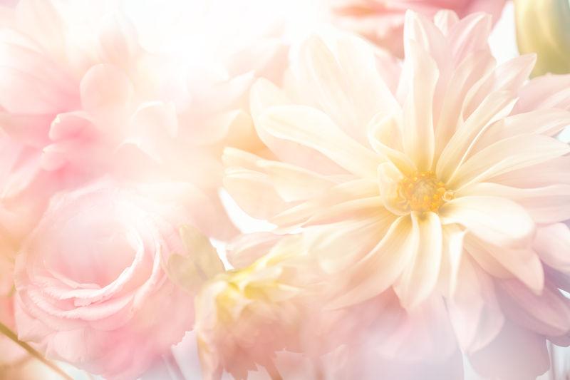 牡丹花背景图片 美丽的粉色牡丹花背景素材 高清图片 摄影照片 寻图免费打包下载