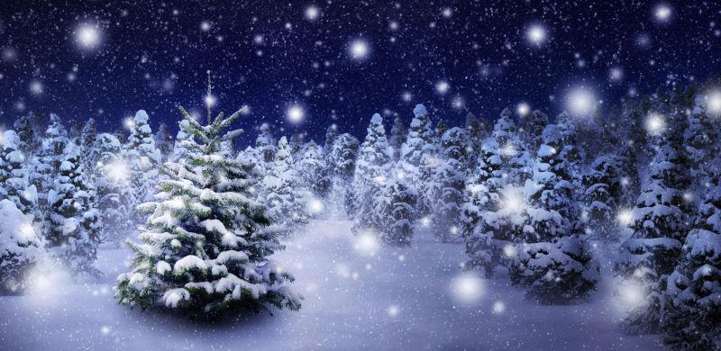 浓密的杉树在厚厚的积雪中