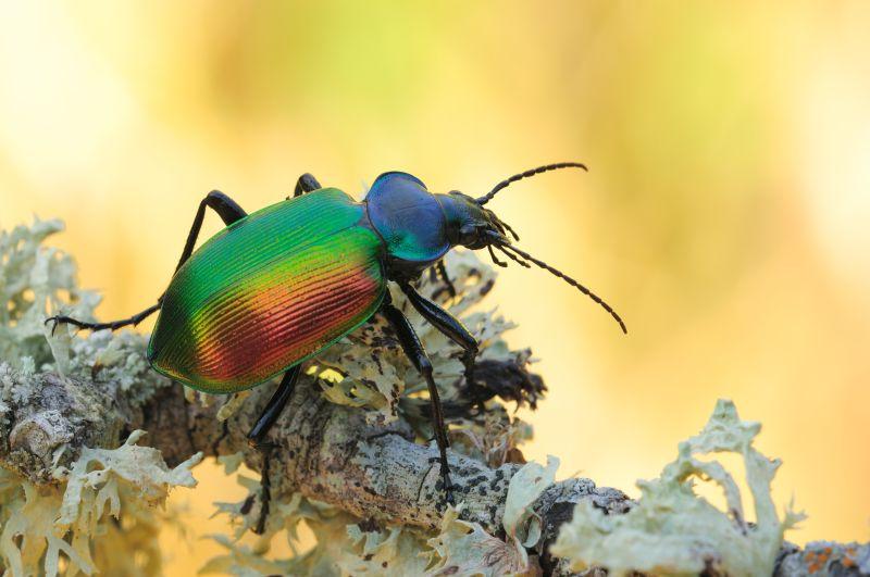 В какой природной зоне обитает жук красотел