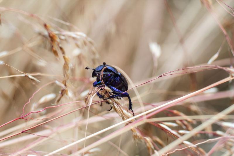 昆虫粪甲虫近景