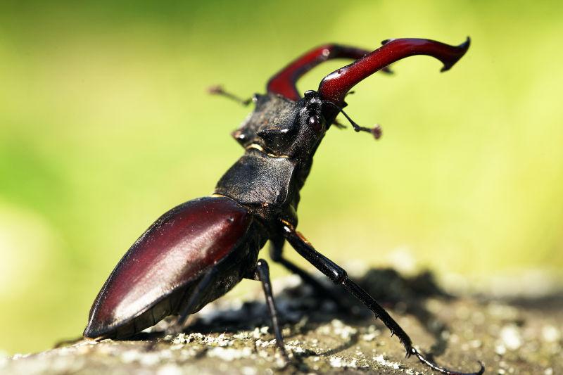 牡鹿昆虫