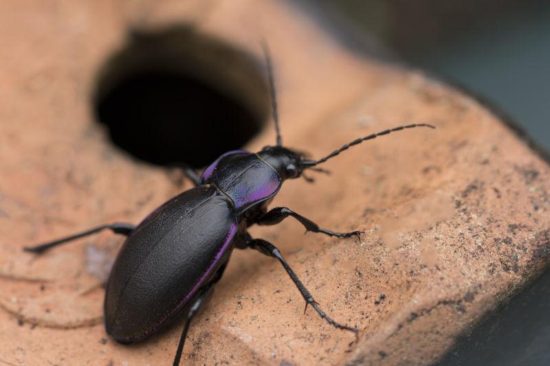 紫罗兰甲虫Carabus Violaceus