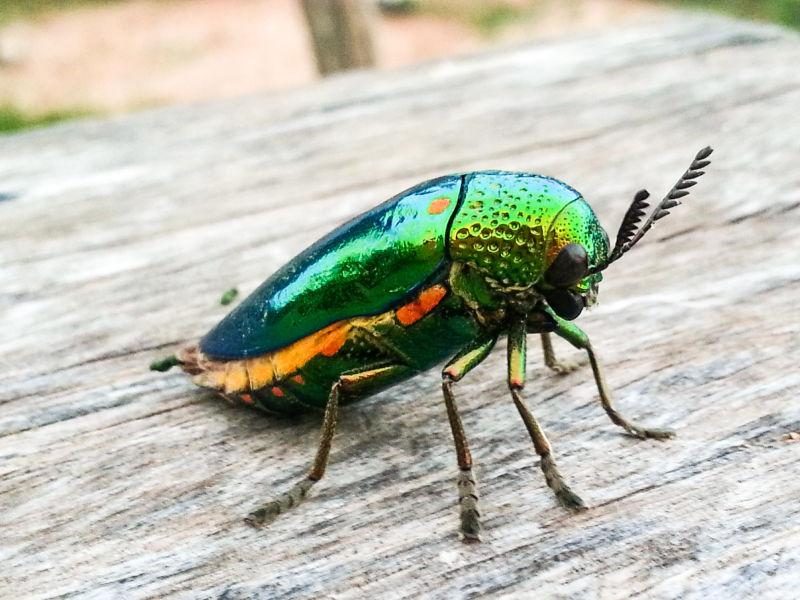 木制背景金属钻蛀虫