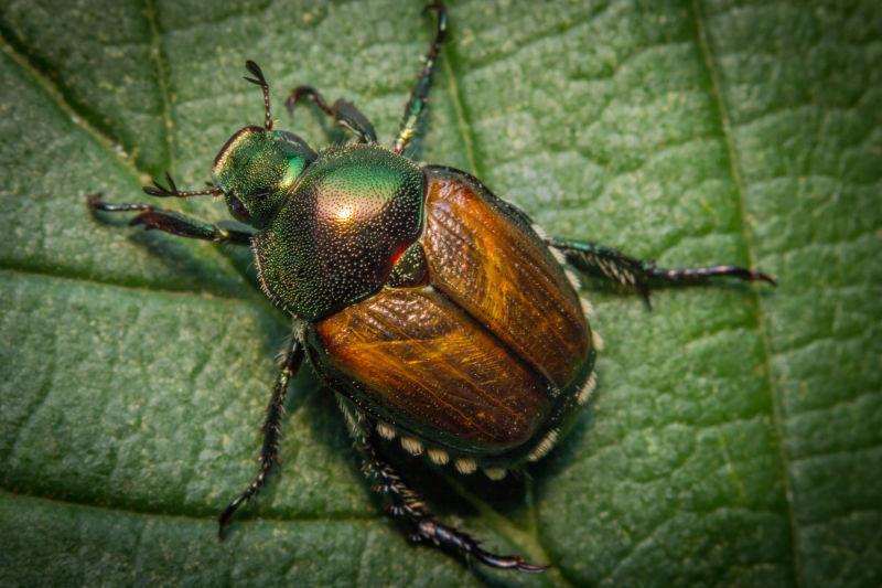oliver的甲虫图片