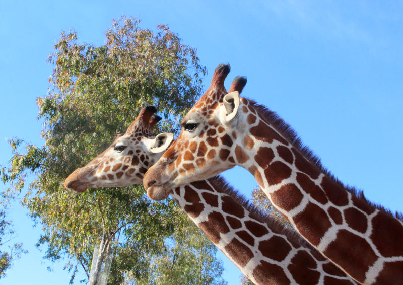 两只非洲长颈鹿