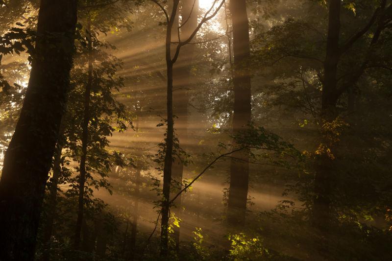 晨光流过的树林