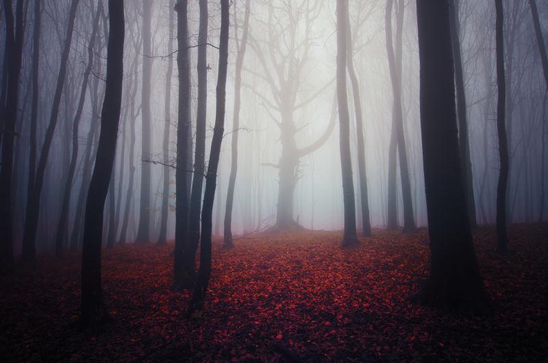 满是落叶的薄雾森林