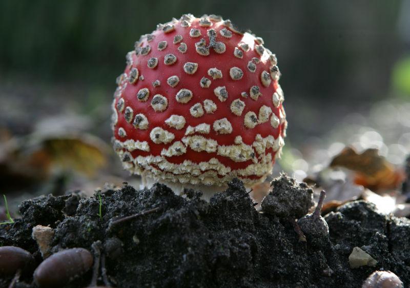 新疆毒蘑菇图片图片