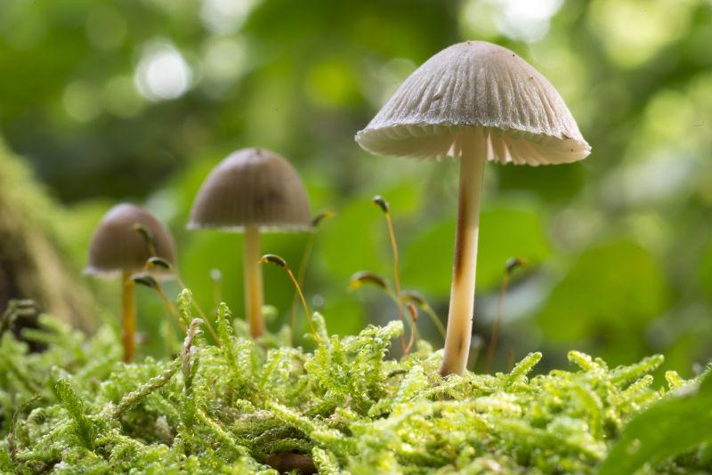 森林中的鹅膏菌