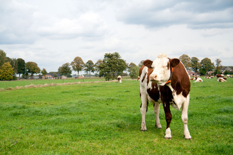 草坪上的布朗白奶牛