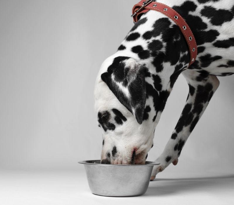 斑点狗在碗里吃食物