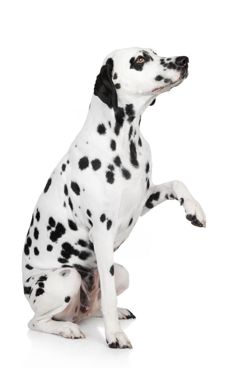 一只斑点犬图片 白色背景上的斑点狗素材 高清图片 摄影照片 寻图免费打包下载