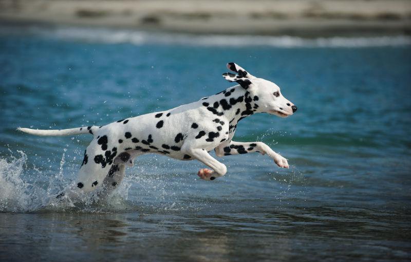 斑点狗在水里奔跑