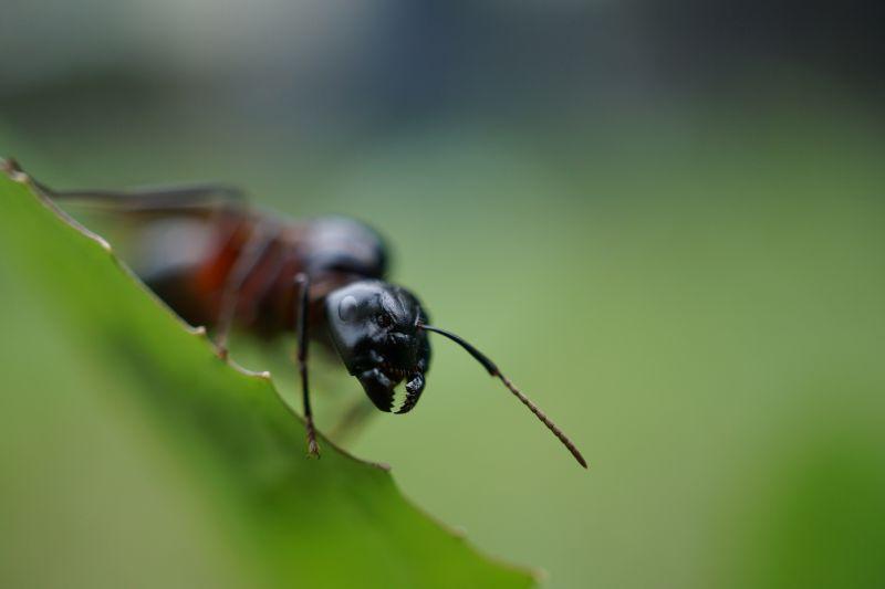 绿色树叶上的蚂蚁