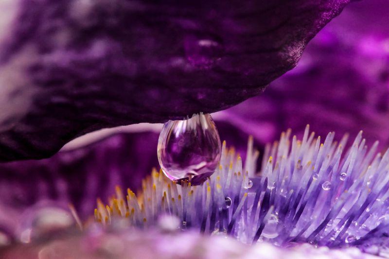 水滴图片 雨滴花素材 高清图片 摄影照片 寻图免费打包下载