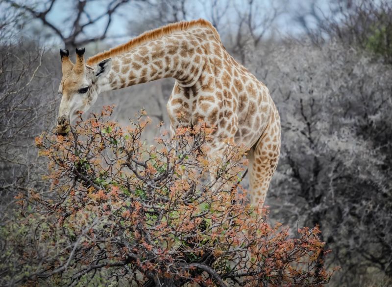 树林中高大的长颈鹿