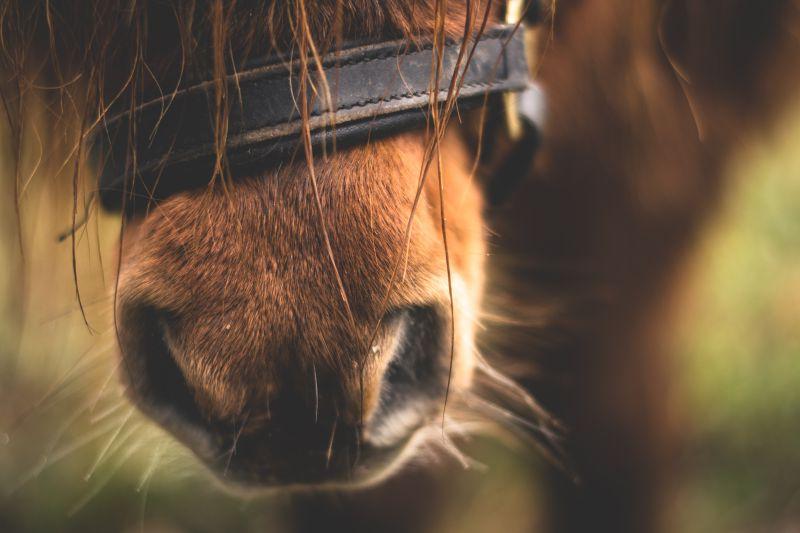 阳光下马鼻子特写