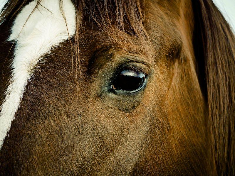 冰岛马头部肖像