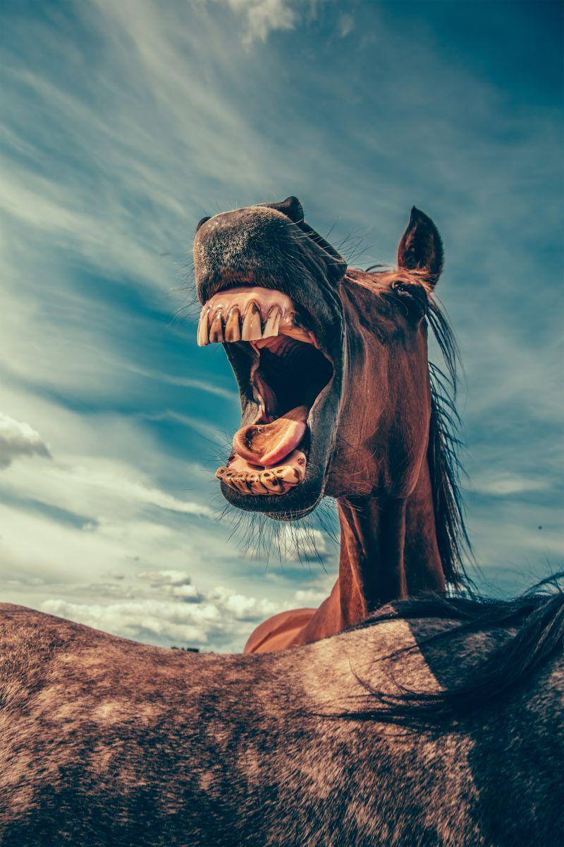 在农场张嘴尖叫的马