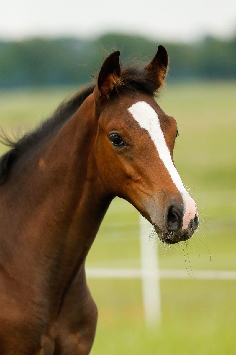 赛马场草地上的马