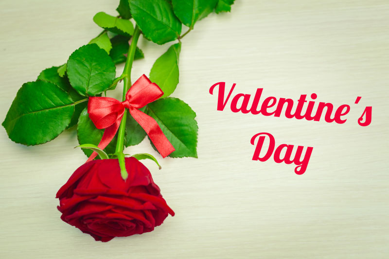 情人节贺卡上的一朵美丽的玫瑰花