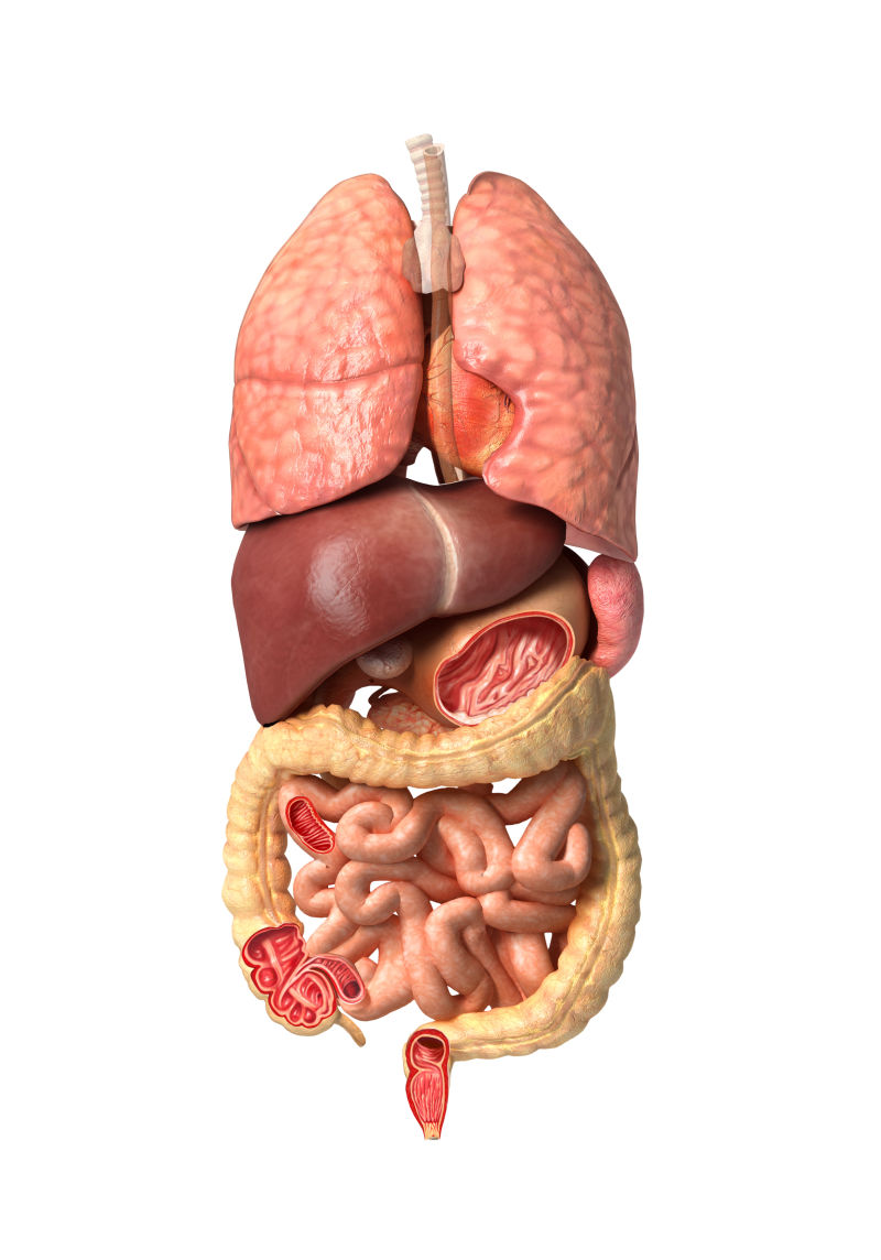 人体器官解剖三维绘图