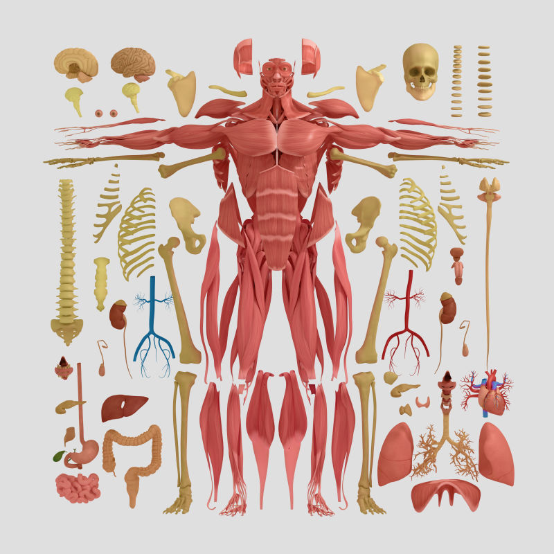 人体解剖平面图图片 人体解剖学平面图素材 高清图片 摄影照片 寻图免费打包下载