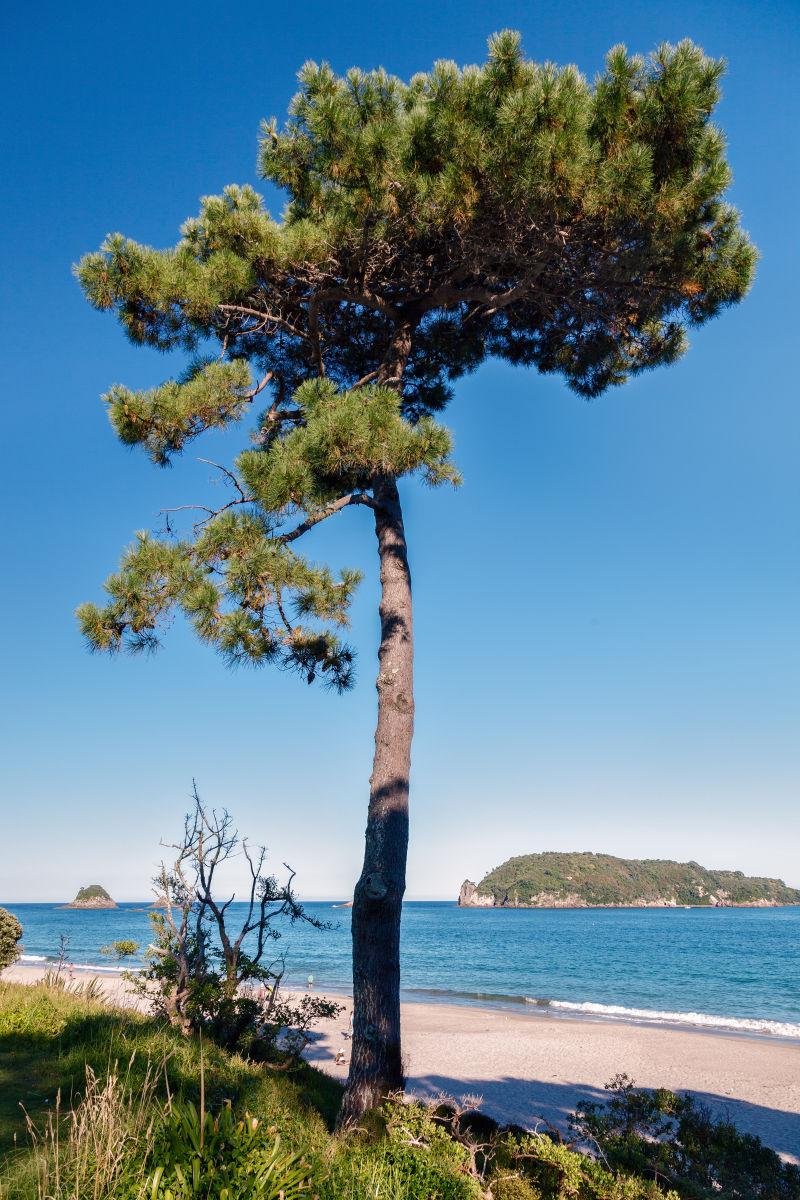 海滩旁的冷杉树