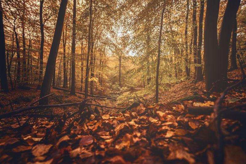 落叶遍布的秋季森林自然风景